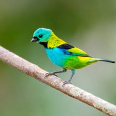 "Saíra-sete-cores (Tangara seledon) fotografado em Linhares, Espírito Santo -  Sudeste do Brasil. Bioma Mata Atlântica. Registro feito em 2013.



ENGLISH: Green-headed Tanager photographed in Linhares, Espírito Santo - Southeast of Brazil. Atlantic Forest Biome. Picture made in 2013."