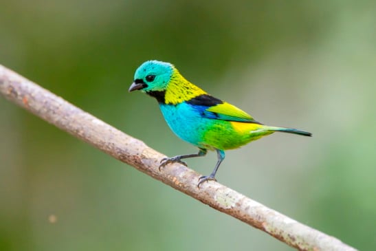 "Saíra-sete-cores (Tangara seledon) fotografado em Linhares, Espírito Santo -  Sudeste do Brasil. Bioma Mata Atlântica. Registro feito em 2013.



ENGLISH: Green-headed Tanager photographed in Linhares, Espírito Santo - Southeast of Brazil. Atlantic Forest Biome. Picture made in 2013."