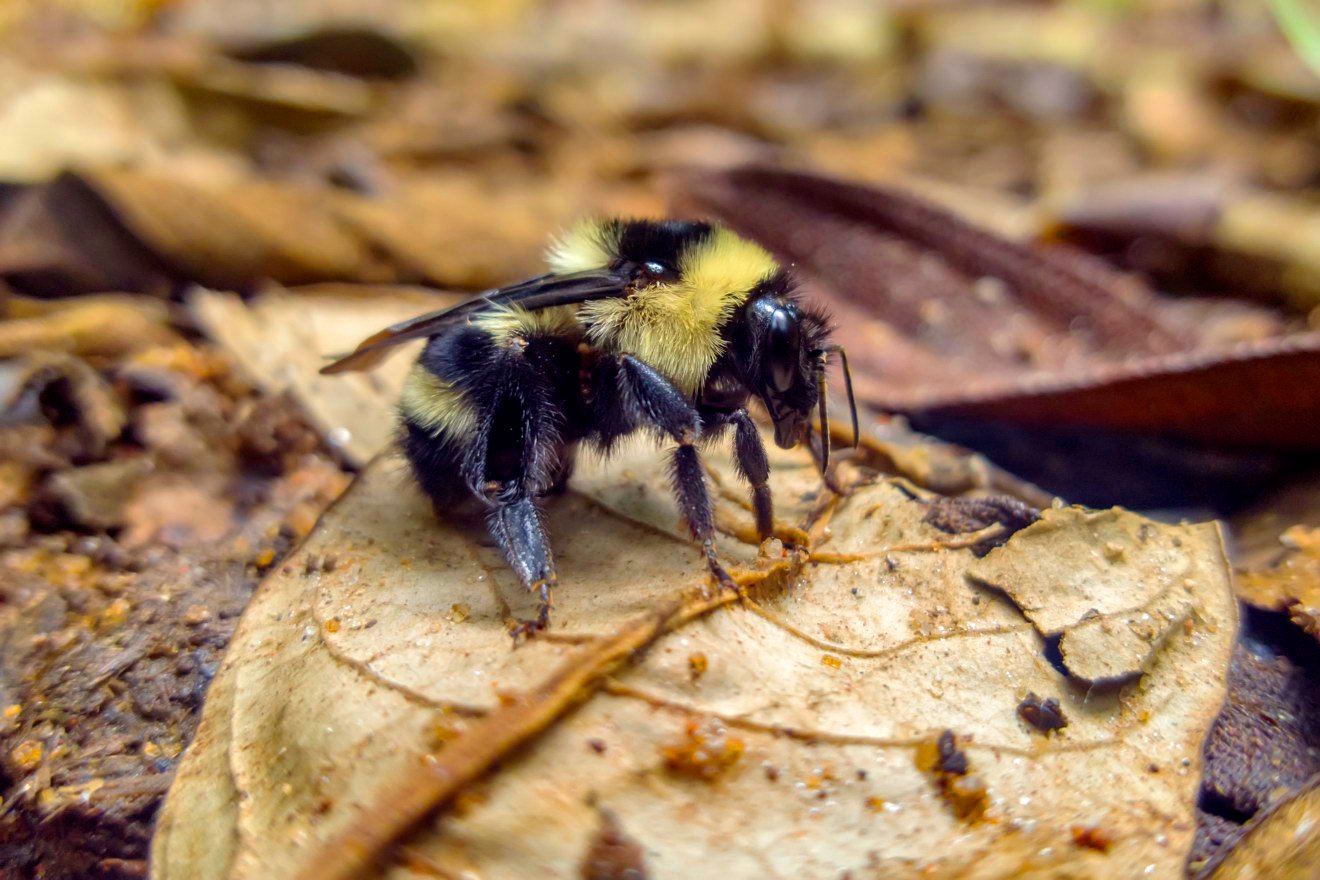 "Abelha (Apoidea) no chão da floresta fotografado em Vargem Alta, no Espírito Santo -  Sudeste do Brasil. Bioma Mata Atlântica. Registro feito em 2018.
⠀
⠀




ENGLISH: Bee in the forest floor, photographed in Vargem Alta, Espírito Santo - Southeast of Brazil. Atlantic Forest Biome. Picture made in 2018."