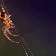 Aranhas são frequentemente associadas a proteção, criatividade e alerta espiritual em diferentes culturas/Foto Canva