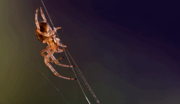 Aranhas são frequentemente associadas a proteção, criatividade e alerta espiritual em diferentes culturas/Foto Canva