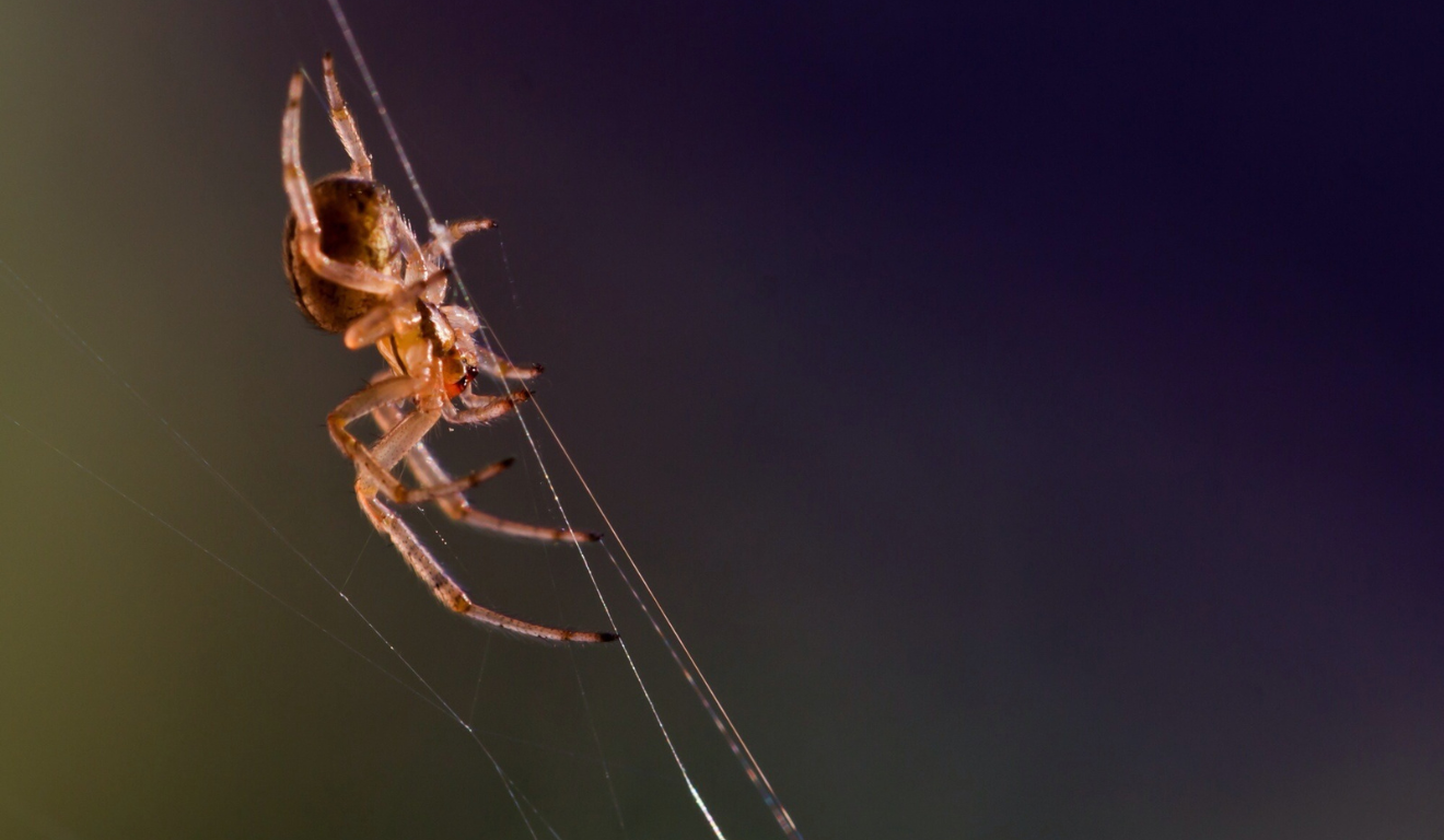 Aranhas são frequentemente associadas a proteção, criatividade e alerta espiritual em diferentes culturas/Foto Canva