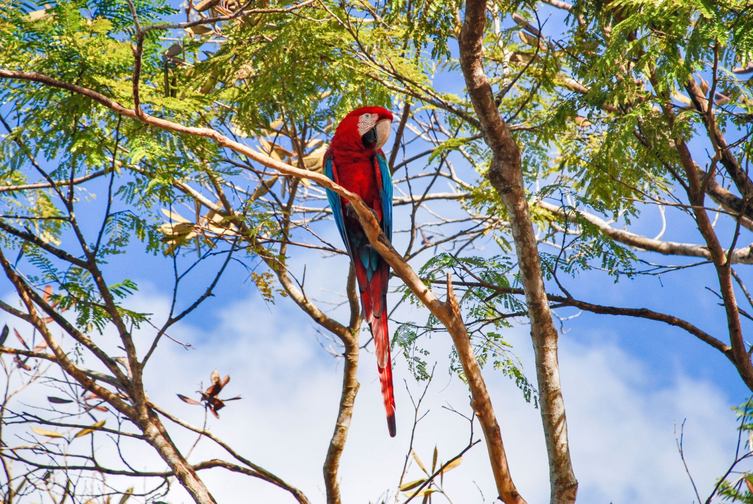 Arara-vermelha, Arara-vermelha-de-asa-verde, arara-verde, arara-vermelha-grande, animal, psitacideo, ave, aves, observacao de aves, fauna, natureza, ornitologia, 

Ara chloropterus, Red-and-green Macaw, Red and Green Macaw, green-winged-macaw, Animalia, Chordata, Psittaciformes, Psittacidae, macaw, red, animal, avifauna, bird, birdlife, birdwatching, birding, birdwatch, nature, ornithology, vertebrata, vertebrate, wildlife,