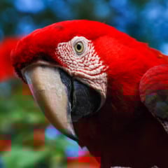 "Arara-vermelha (Ara chloropterus) fotografado em Conceição da Barra, Espírito Santo -  Sudeste do Brasil. Bioma Mata Atlântica. Registro feito em 2008.

ENGLISH: Red-and-green Macaw photographed in Conceição da Barra, Espírito Santo - Southeast of Brazil. Atlantic Forest Biome. Picture made in 2008."