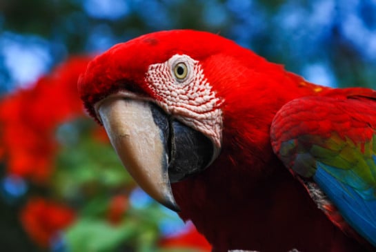 "Arara-vermelha (Ara chloropterus) fotografado em Conceição da Barra, Espírito Santo -  Sudeste do Brasil. Bioma Mata Atlântica. Registro feito em 2008.

ENGLISH: Red-and-green Macaw photographed in Conceição da Barra, Espírito Santo - Southeast of Brazil. Atlantic Forest Biome. Picture made in 2008."