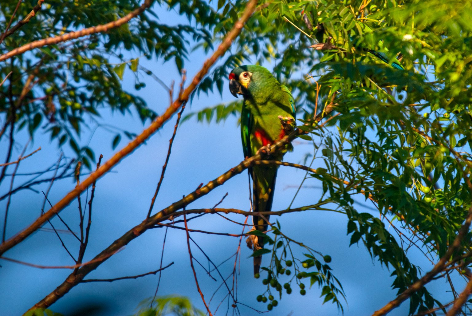 "Maracanã-verdadeira (Primolius maracana) fotografado em Baixo Guandú, Espírito Santo -  Sudeste do Brasil. Bioma Mata Atlântica. Registro feito em 2008.

ENGLISH: Blue-winged Macaw photographed in Baixo Guandú, Espírito Santo - Southeast of Brazil. Atlantic Forest Biome. Picture made in 2008."
