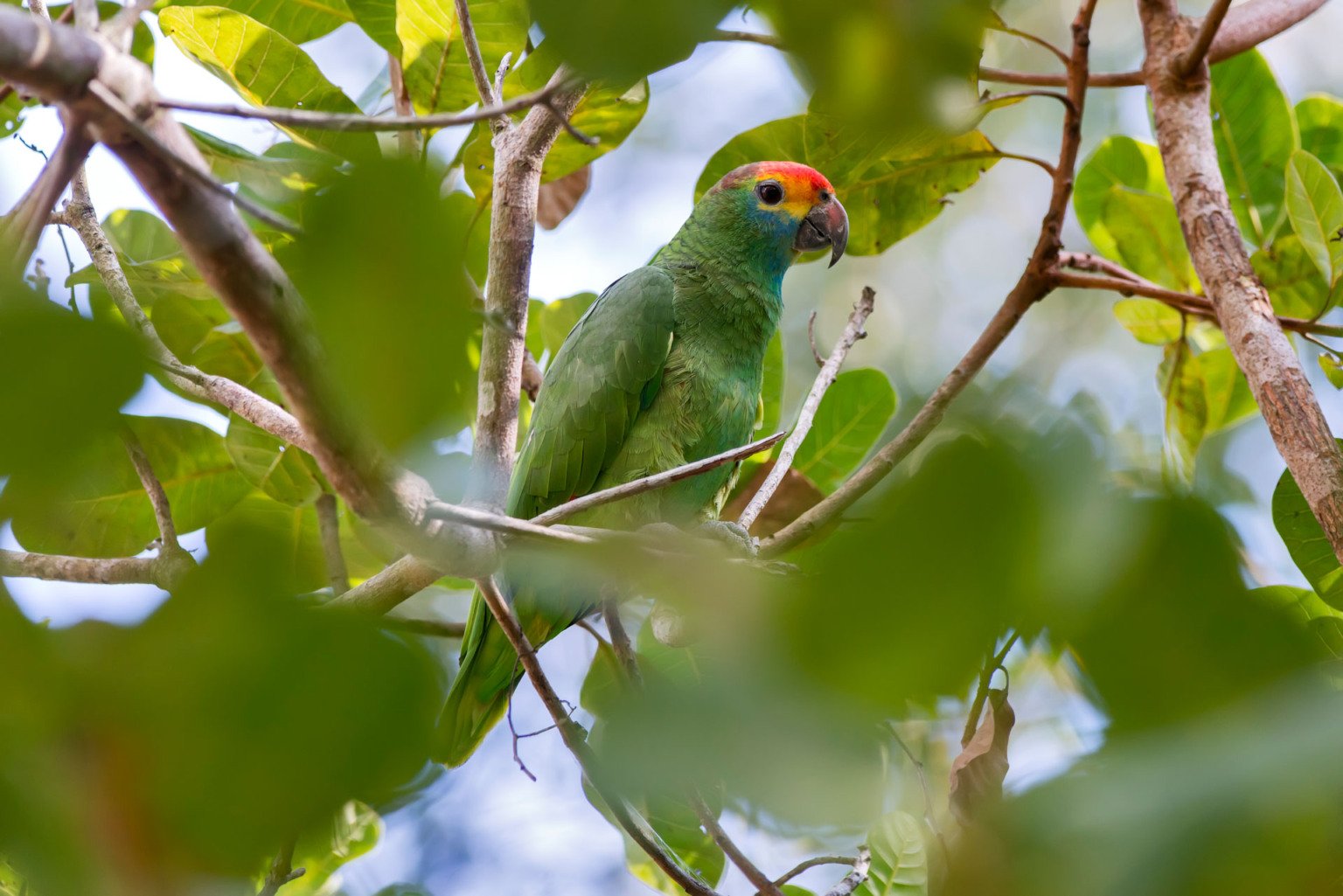 "Chauá (Amazona rhodocorytha) fotografado em Linhares, Espírito Santo -  Sudeste do Brasil. Bioma Mata Atlântica. Registro feito em 2013.



ENGLISH: Red-browed Parrot photographed in Linhares, Espírito Santo - Southeast of Brazil. Atlantic Forest Biome. Picture made in 2013."