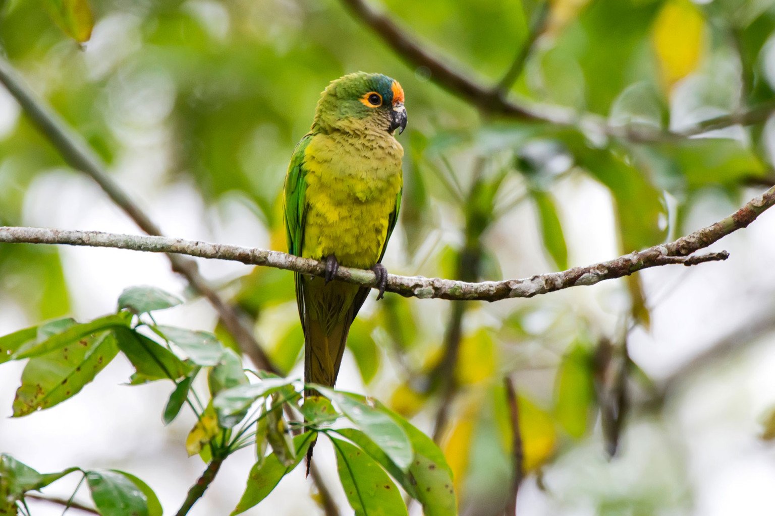 "Periquito-rei (Eupsittula aurea) fotografado em Linhares, Espírito Santo -  Sudeste do Brasil. Bioma Mata Atlântica. Registro feito em 2013.



ENGLISH: Peach-fronted Parakeet photographed in Linhares, Espírito Santo - Southeast of Brazil. Atlantic Forest Biome. Picture made in 2013."
