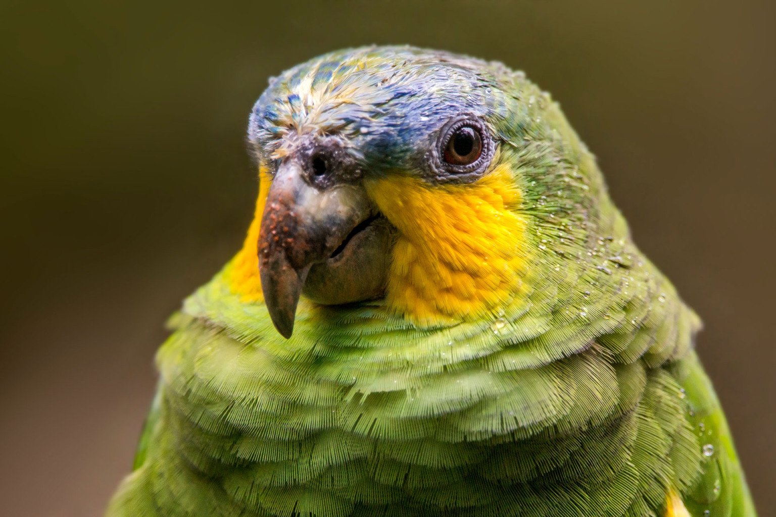 "Curica (Amazona amazonica) fotografado em Santa Teresa, Espírito Santo -  Sudeste do Brasil. Bioma Mata Atlântica. Registro feito em 2013.



ENGLISH: Orange-winged Parrot photographed in Santa Teresa, Espírito Santo - Southeast of Brazil. Atlantic Forest Biome. Picture made in 2013."