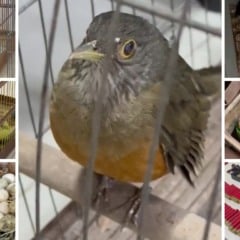 Aves silvestres, ovos e equipamentos usados em caça apreendidos. Fotos: Polícia Militar Ambiental e MPF-ES