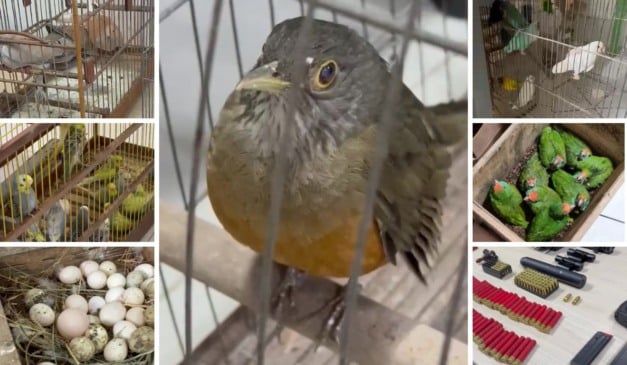 Aves silvestres, ovos e equipamentos usados em caça apreendidos. Fotos: Polícia Militar Ambiental e MPF-ES