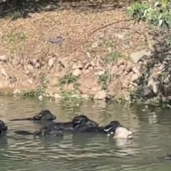 Búfalos em Pinheiros