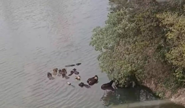 Búfalos em SP