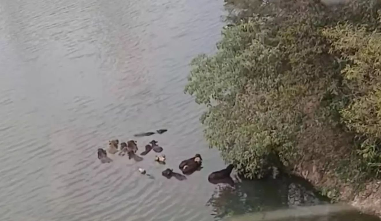 Búfalos em SP