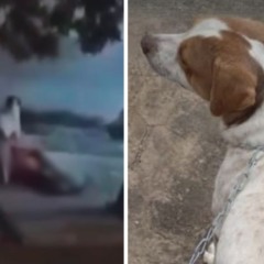 Cachorro é resgatado após ser vítima de zoofilia no ES; polícia caça suspeito