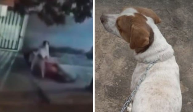 Cachorro é resgatado após ser vítima de zoofilia no ES; polícia caça suspeito