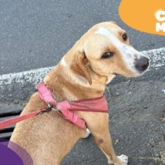 Baruk, cão é encontrado! (Foto: arquivo pessoal)