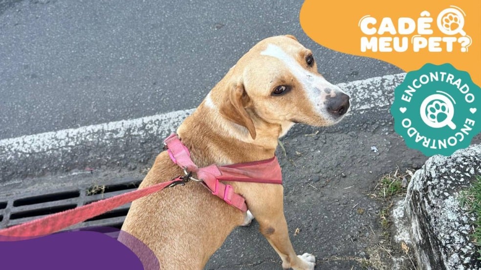 Baruk, cão é encontrado! (Foto: arquivo pessoal)
