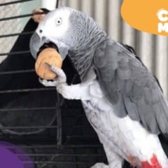 Fred, papagaio do Congo está desaparecido. (Foto: arquivo pessoal)