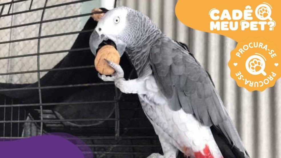 Fred, papagaio do Congo está desaparecido. (Foto: arquivo pessoal)