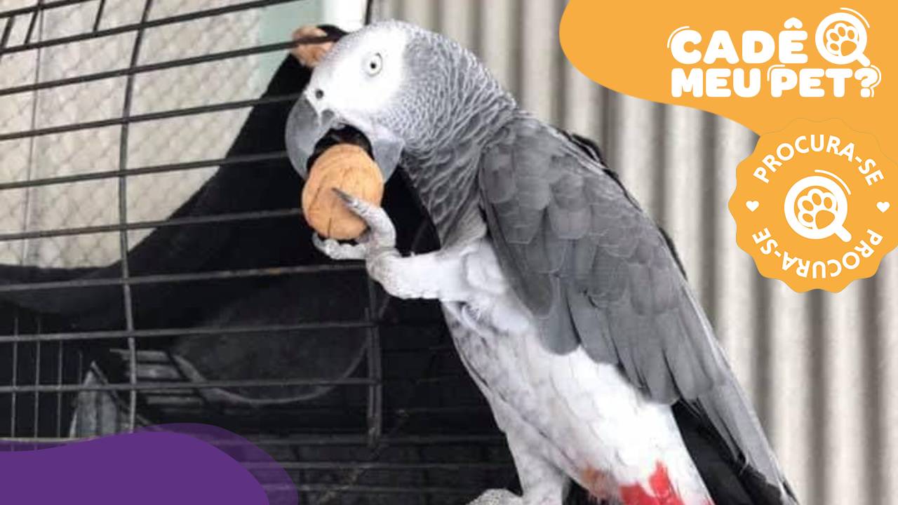 Fred, papagaio do Congo está desaparecido. (Foto: arquivo pessoal)