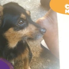 Lori, cadela grávida, está desaparecida na Serra. (Foto: arquivo pessoal)