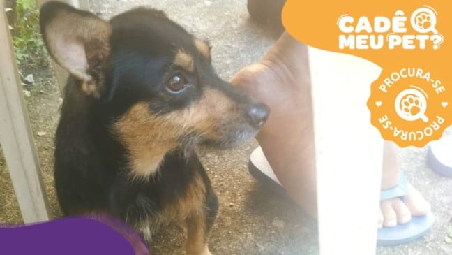 Lori, cadela grávida, está desaparecida na Serra. (Foto: arquivo pessoal)