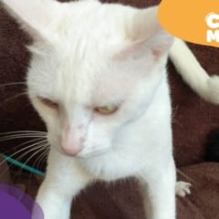 Jeová, gato branco desaparecido em Vila Velha. (Foto: arquivo pessoal)