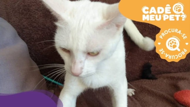 Jeová, gato branco desaparecido em Vila Velha. (Foto: arquivo pessoal)