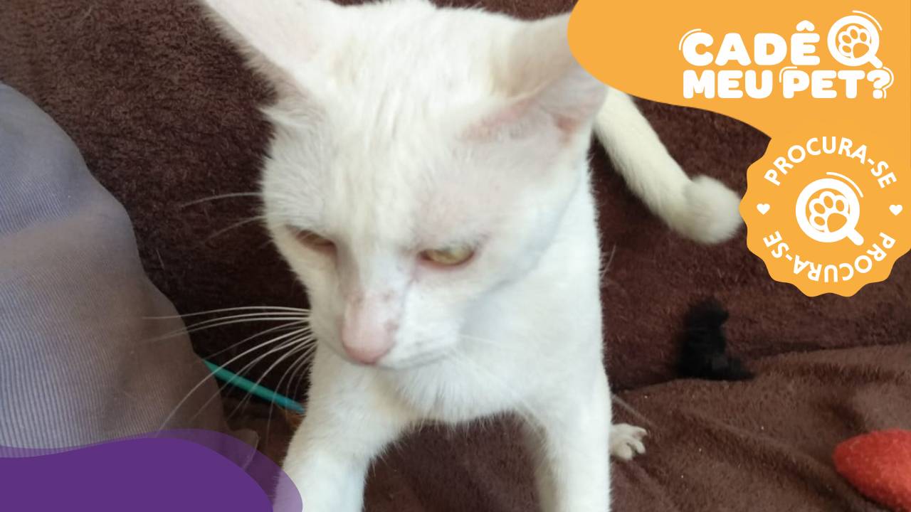 Jeová, gato branco desaparecido em Vila Velha. (Foto: arquivo pessoal)