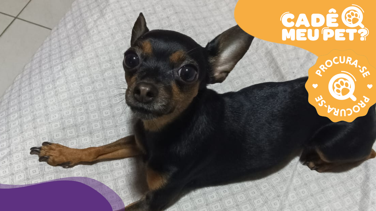 Nina está desaparecida. (Foto: arquivo pessoal)