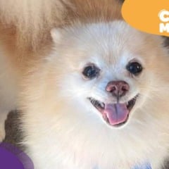 Snow, Lulu da Pomerânia desapareceu na Serra. (Foto: arquivo pessoal)