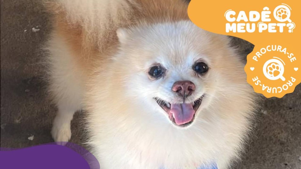 Snow, Lulu da Pomerânia desapareceu na Serra. (Foto: arquivo pessoal)