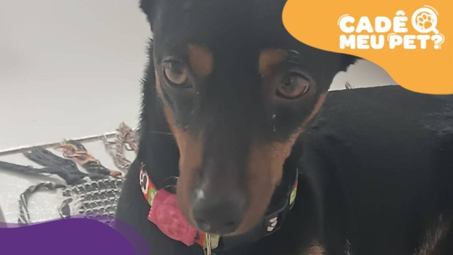 Cão é encontrado perdido em Vila Velha. (Foto: arquivo pessoal)