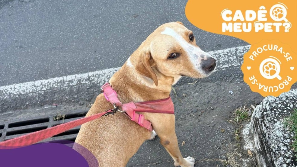 Cão Baruk desaparecido. (Foto: arquivo pessoal)
