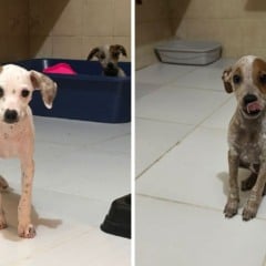 Foto: Divulgação/Projeto Arca de Noé