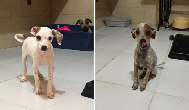Foto: Divulgação/Projeto Arca de Noé