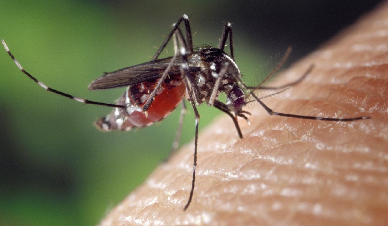 Dengue