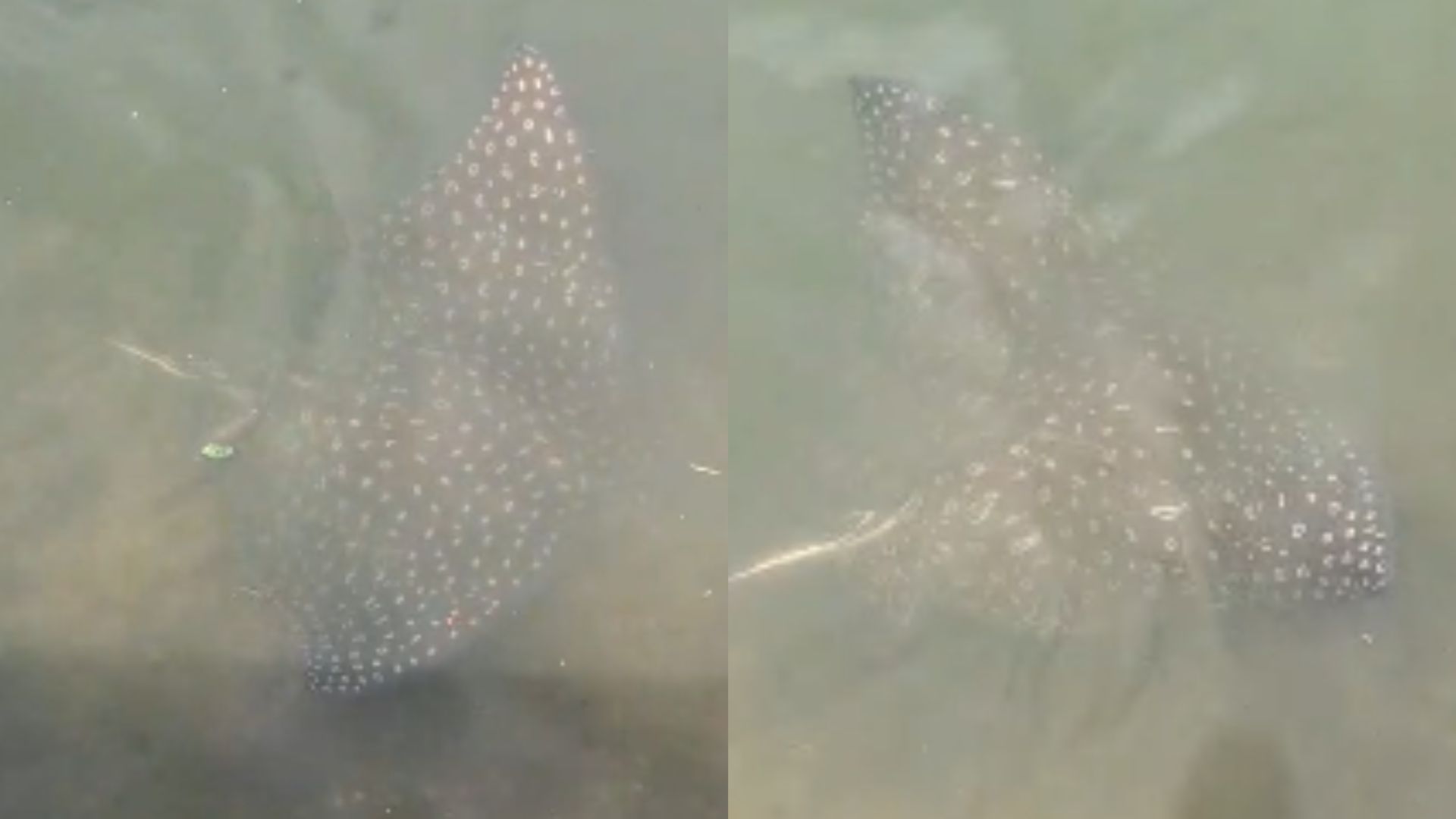 Raia-pintada é vista no Canal de Vitória (Foto: Wendelles Gomes Dias)