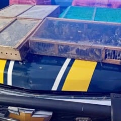 Homem é preso com mais de 1 mil aves silvestres no RJ (Foto/divulgação: PRF)