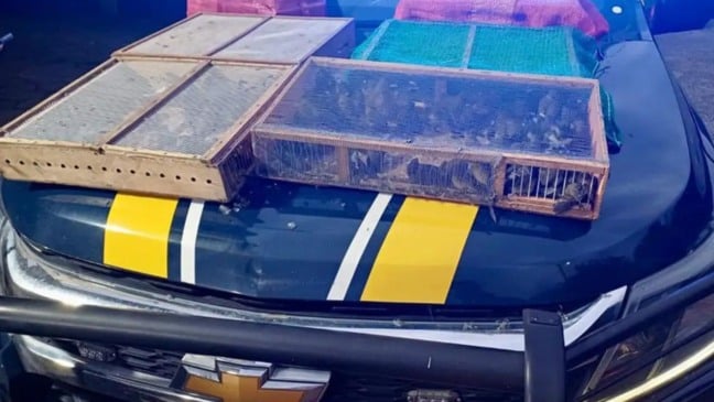 Homem é preso com mais de 1 mil aves silvestres no RJ (Foto/divulgação: PRF)