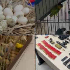 Apreensão de armas, aves e ovos em Viana (Foto/divulgação: PM)