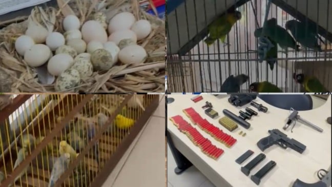 Apreensão de armas, aves e ovos em Viana (Foto/divulgação: PM)