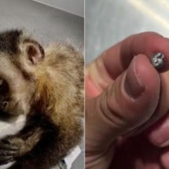 Maria, macaca que perdeu os movimentos após ser baleada no Rio de Janeiro, morreu no último domingo (Foto/reprodução:Instituto Vida Livre)