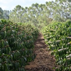 Foto: Thiago Soares/Folha Vitória
