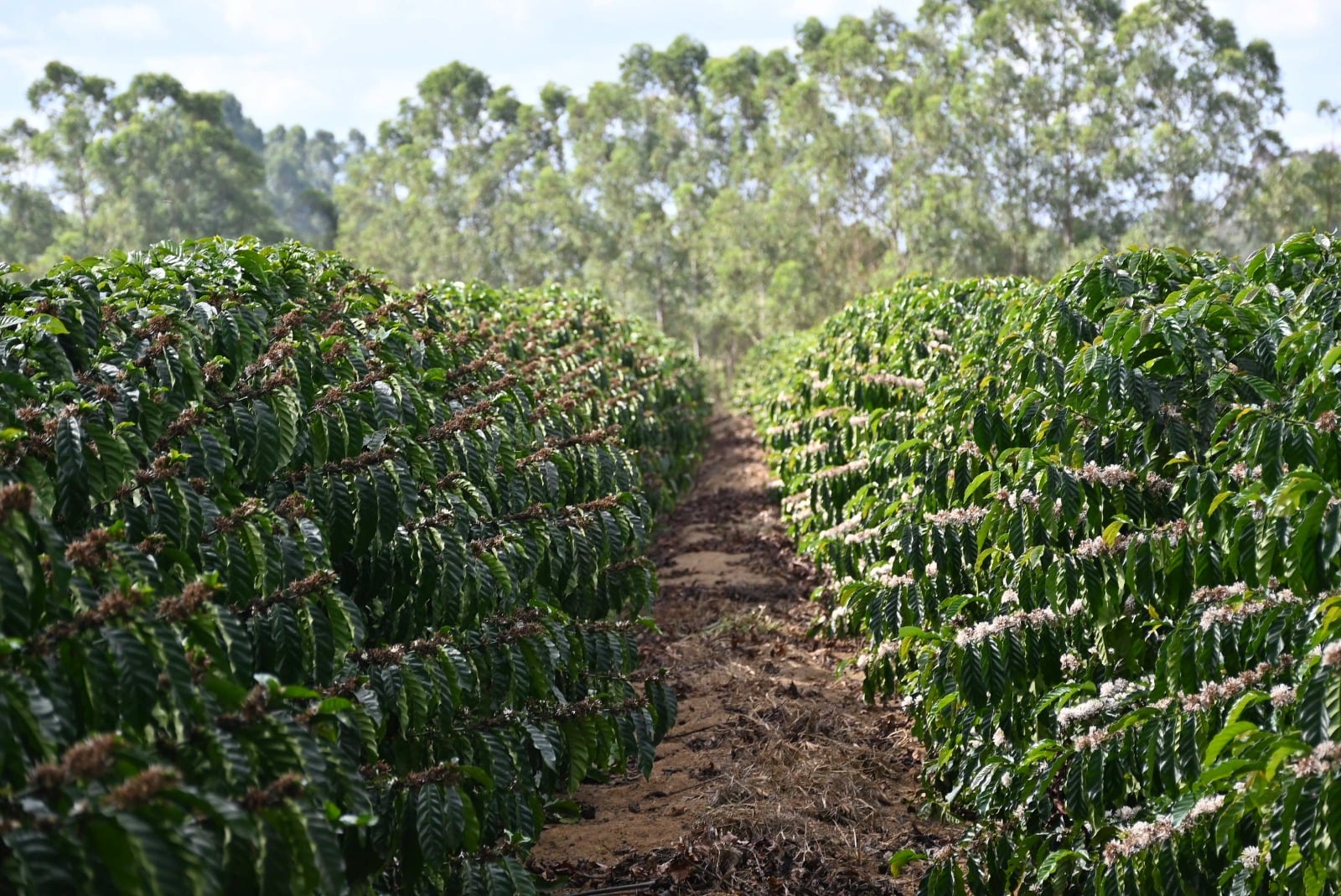 Foto: Thiago Soares/Folha Vitória