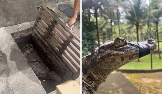 Reprodução/Projeto Caiman