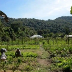 Objetivo, segundo governo, é proporcionar condições mais favoráveis para que agricultores endividados regularizem pendências. Crédito: Reprodução/ Agência Brasil