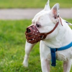 Cachorro com focinheira: lei observa contenção adequada para cães com comportamento perigoso. Foto: Freepik