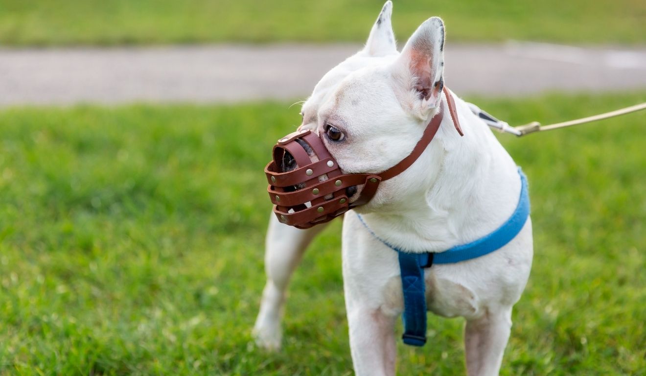 Cachorro com focinheira: lei observa contenção adequada para cães com comportamento perigoso. Foto: Freepik